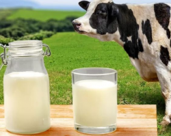 Молоко утекает из Свердловской области