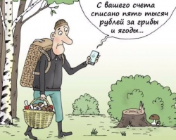 Уголовка за грибы: в России ужесточили правила сбора даров природы