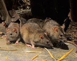 Кто поможет остановить нашествие крыс?