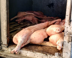 В Свердловской области введен карантин из-за вспышки африканской чумы свиней 