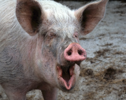 Крупнейший свинокомплекс Урала оказался в непосредственной близости от очага африканской чумы свиней