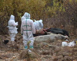 В Ирбитском районе обнаружены трупы свиней